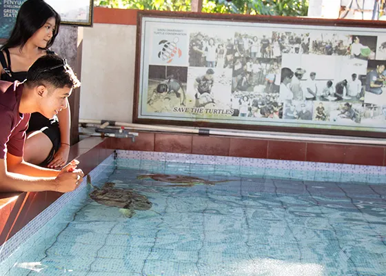 sanur-turtle-conservation.webp