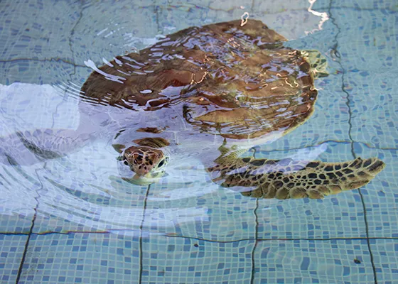 turtle-conservation-sanur.webp